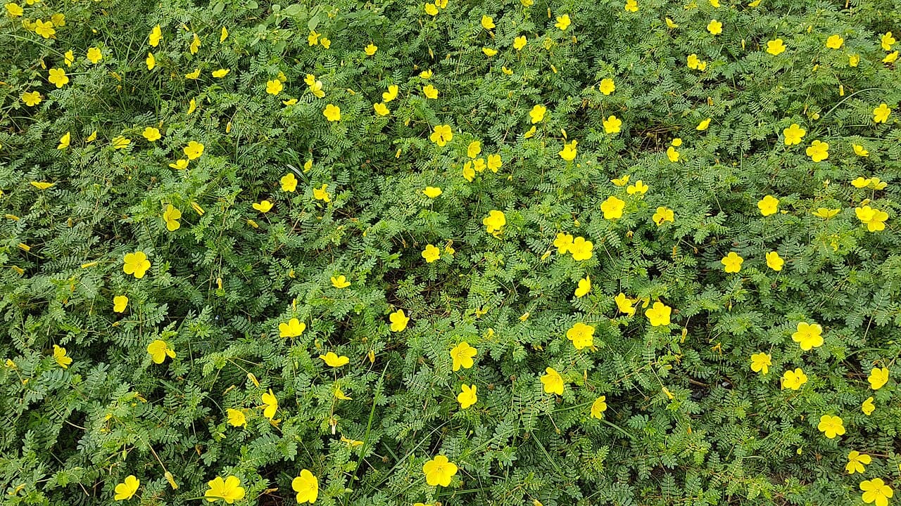 Gokshura (Tribulus terrestris) plant with yellow flowers