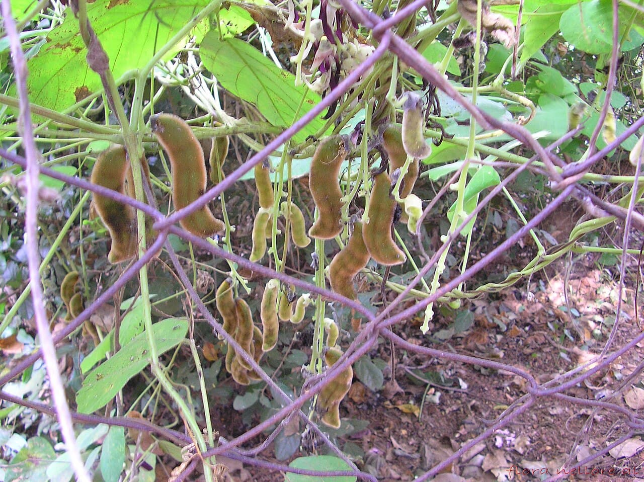Kaunch (Mucuna pruriens) plant with velvet bean pods