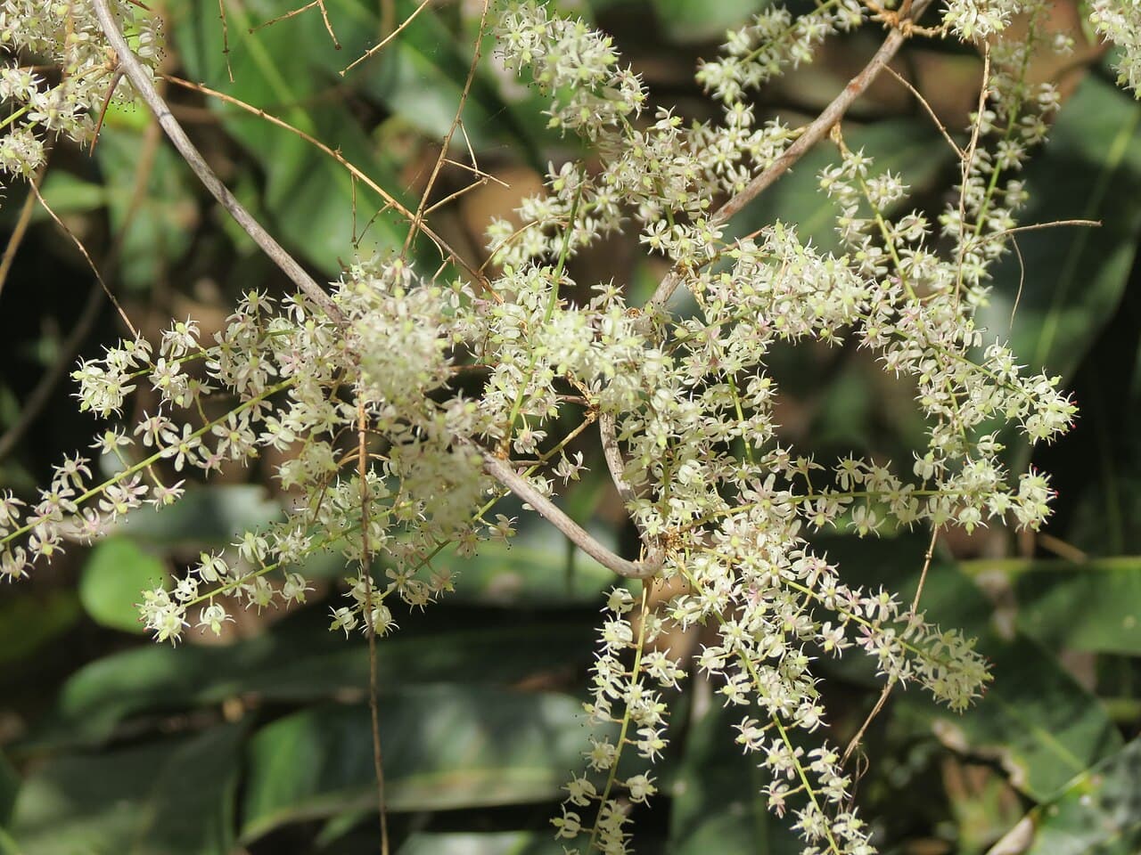 Flowering shatavari plant with delicate white blossoms