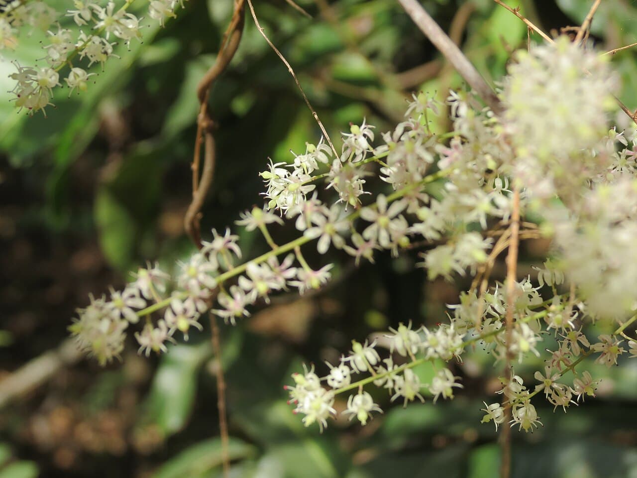 Shatavari (Asparagus racemosus) branches in bloom